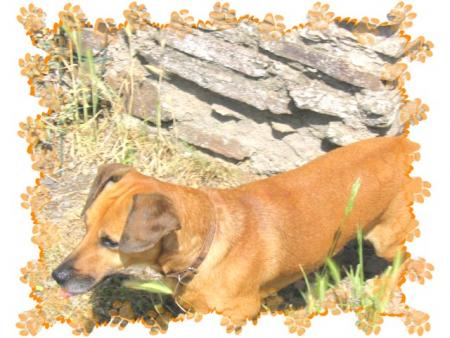  .+ My Dog +.